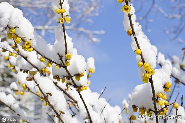 腊梅不是梅花，落花后做好这一点，来年开花不断