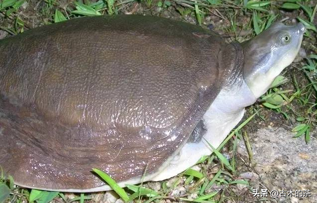 山瑞鳖的生物学特性及人工养殖技术