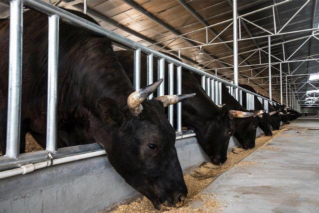 探访“初生牛犊”高青黑牛缘何媲美“世界最贵牛肉”日本和牛