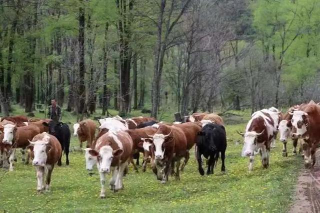 吉林桦甸二道甸子肉牛养殖总量一路看涨 预计年底可突破10万头