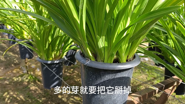 大花蕙兰家庭养植出花芽后怎么办？#涨知识