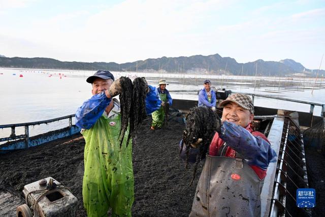 福建霞浦海上“秋收”即景