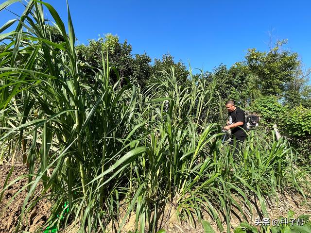 亩产16吨以上，青绿高产饲草—甜象草，到底秋、冬好种植吗？