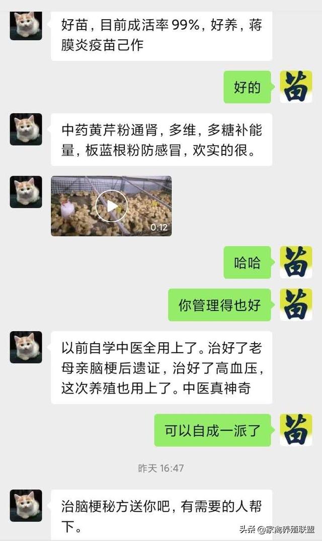 四旬老农用自学“土办法”养鸭，成活率高得有点“假”