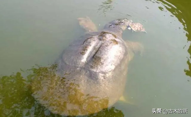 山瑞鳖的生物学特性及人工养殖技术