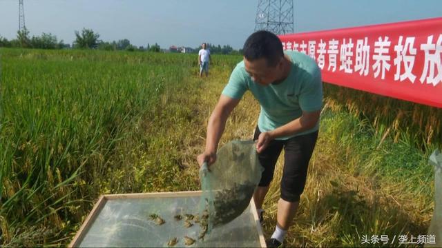 青蛙在稻田里安了家，生态种养新模式！心情美的呱呱叫！