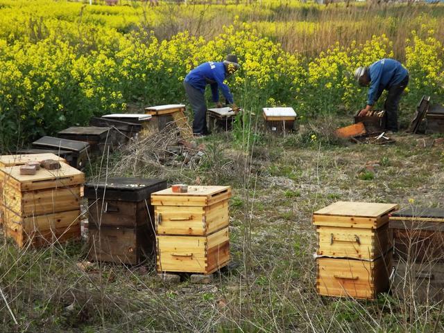 蜜蜂养殖技术｜对实现规模化养蜂的八点建议（上）