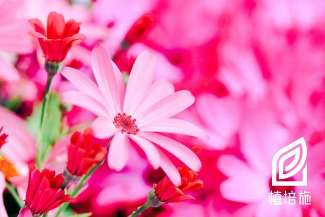 「植培施」瓜叶菊Cineraria cruenta 温室花卉栽培手册