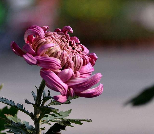 菊花怎么养护，注意这几点，轻轻松松就开花