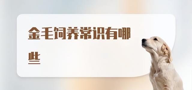 饲养金毛方面的知识