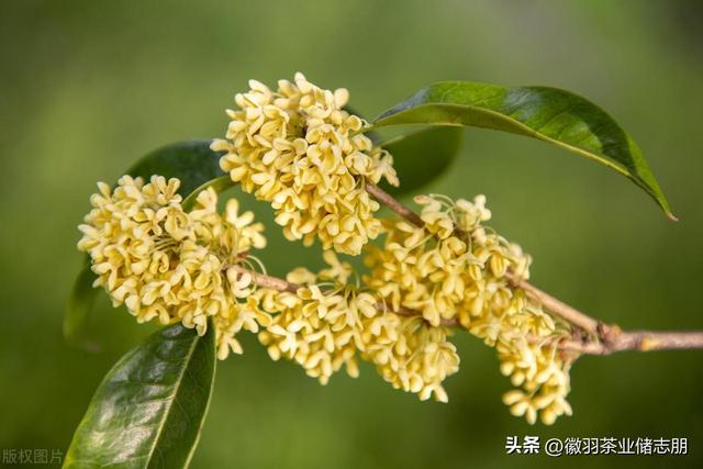 桂花有四种，只有一种最适合做桂花红茶，到底怎么做？看完就知道