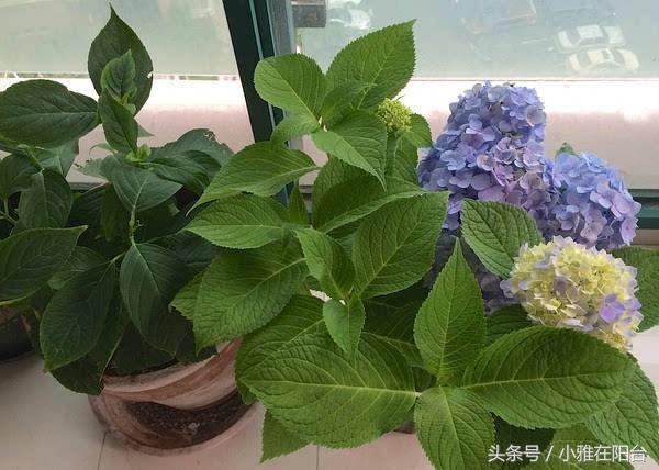 绣球花这样养，叶子又绿又大，年年花儿开满枝，一棵可以养很多盆