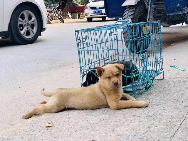 养殖肉狗催肥最简单方法