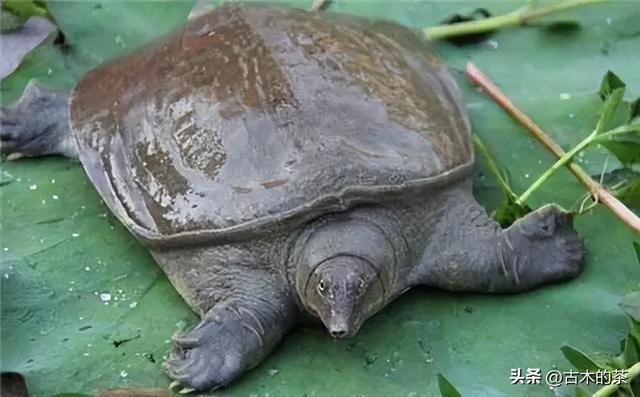 山瑞鳖的生物学特性及人工养殖技术