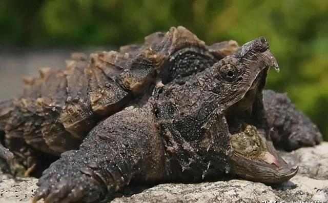 鳞头大鳄龟生物学特性及养殖技术