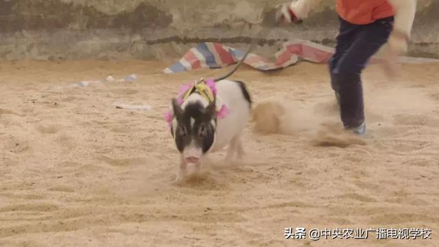 【农广天地】一棚两用 猪菜共生