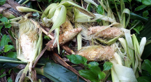 一年糟蹋数百万斤粮食，湖北十堰野猪成灾，保护动物成当地一害