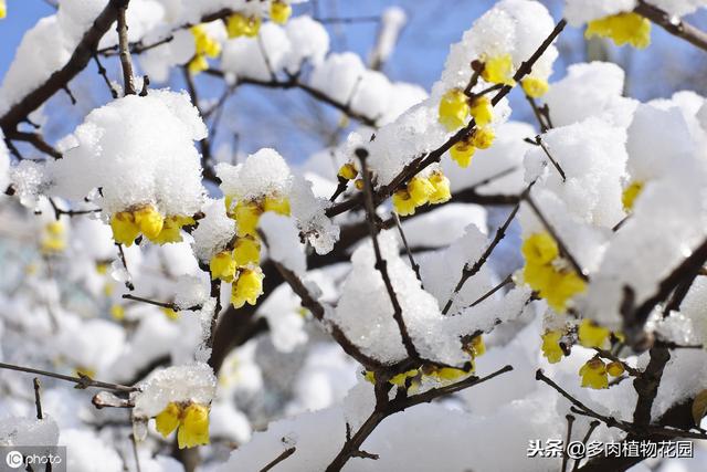 腊梅不是梅花，落花后做好这一点，来年开花不断