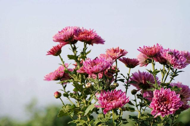 菊花怎么养护，注意这几点，轻轻松松就开花