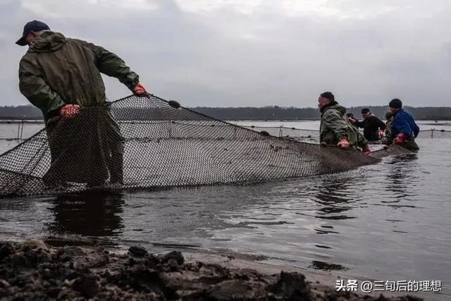 “仿野生”养殖法，如何简单粗暴养好鲤鱼？让黄河鲤鱼跃“龙门”