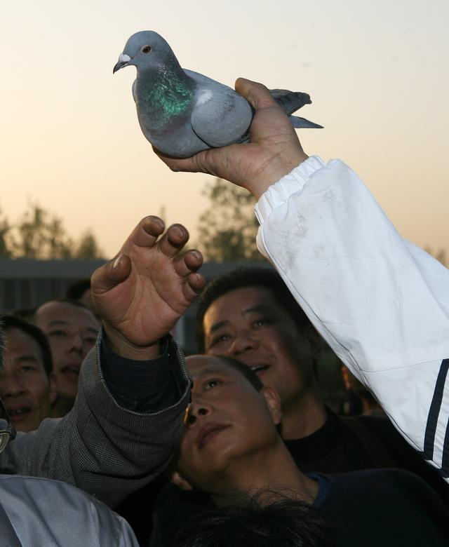 现代信鸽运动在中国发展近百年，每年办赛超20000场