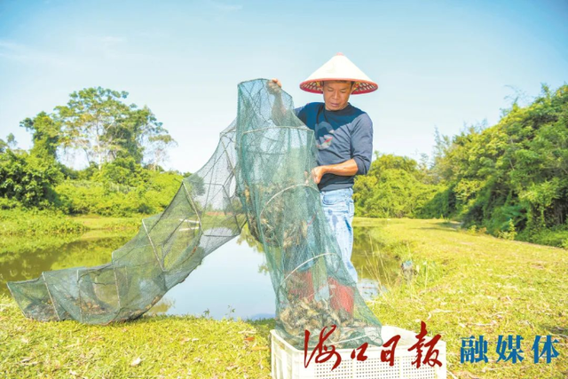 海口立足“特”字挖潜力，打造特色农业名片