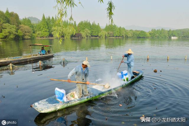 小龙虾养殖过程中，养殖户对虾田杂鱼的处理要有针对性的措施