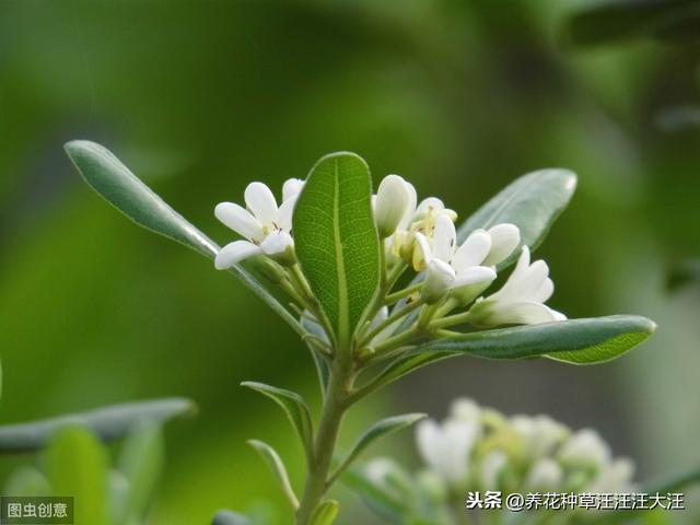 海桐浇水过多怎么办？两个处理方法，不烂根，植株旺，叶子绿油油