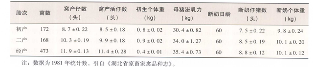 恩施黑猪