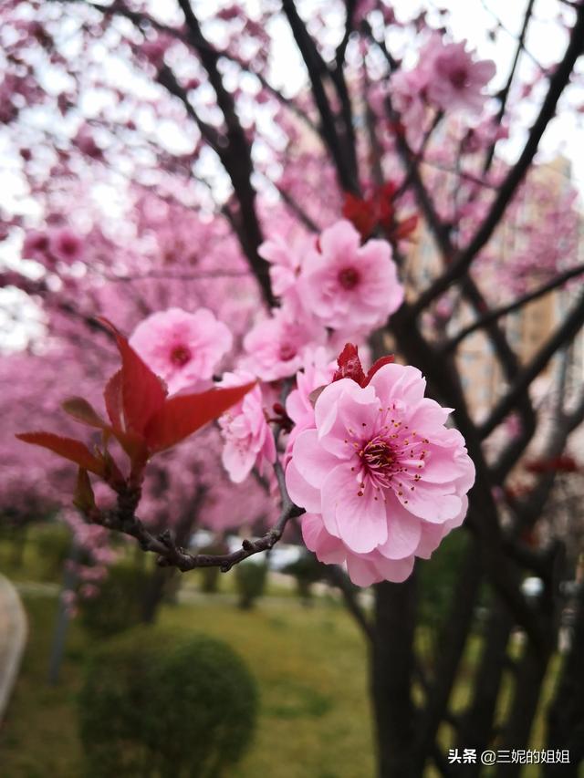 我家有个后花园，一年四季基本都有花开，你知道吗？