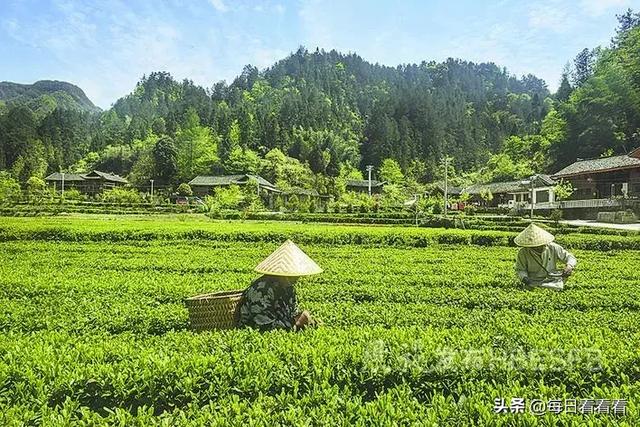 利川这处古寨，贺龙曾三进三出……