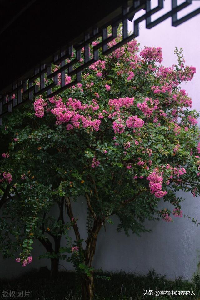 适合重庆种植的盆栽植物以及种植技巧