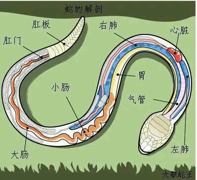 对于冷血动物的蟒蛇，我们如果手里有刀，是否能剖开其肚皮逃生？