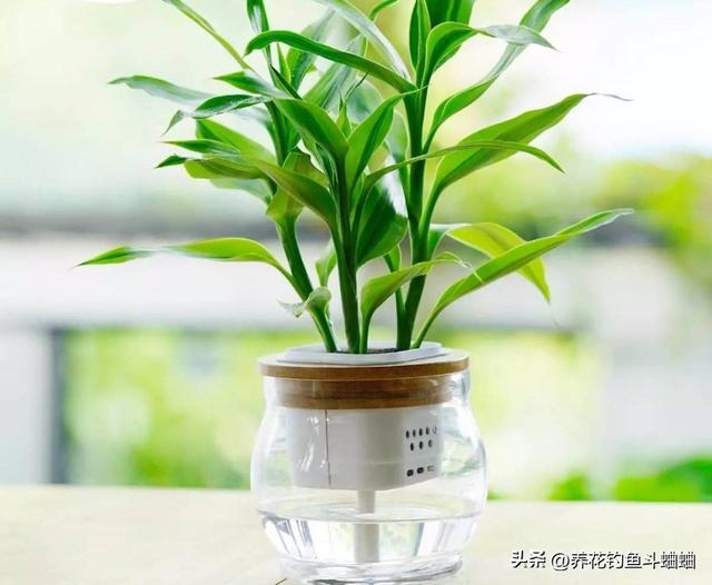 水培植物的“养殖方法”，知道这些，避免黄叶烂根，太实用了