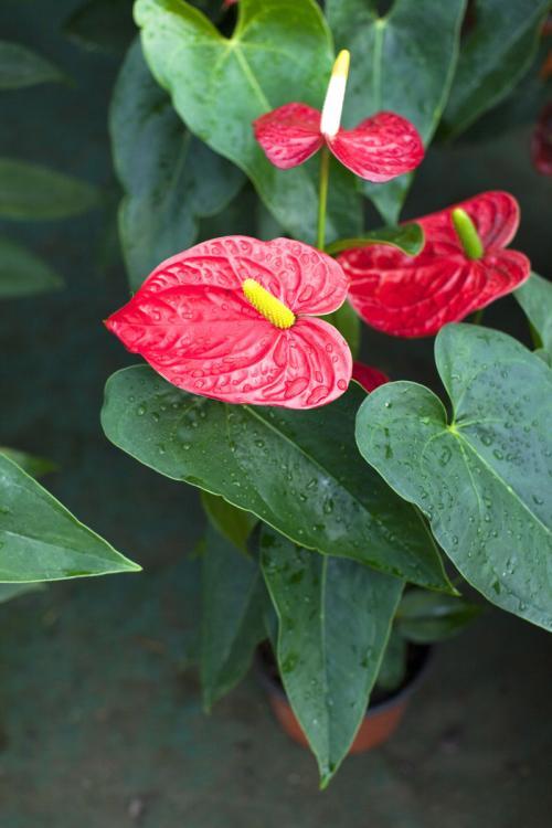 红鹤花的种植技巧