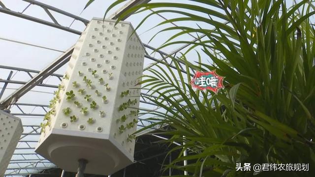 “鱼菜共生”：新型大棚经济又好看