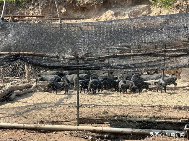 大连瓦房店市万家岭镇小寺庙村：养着藏香猪，走上致富路