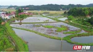 湖南益阳龙虾养殖基地(衡山：“藕虾”立体种养 冷浸田也能产生大效益)