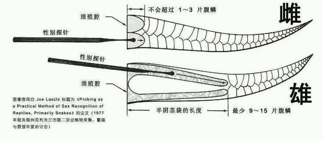 对于冷血动物的蟒蛇，我们如果手里有刀，是否能剖开其肚皮逃生？