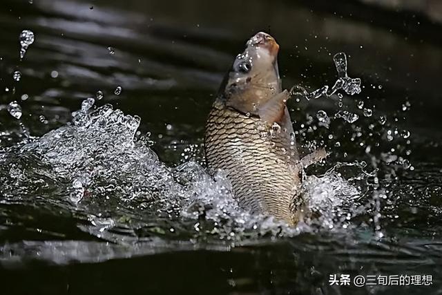 “仿野生”养殖法，如何简单粗暴养好鲤鱼？让黄河鲤鱼跃“龙门”