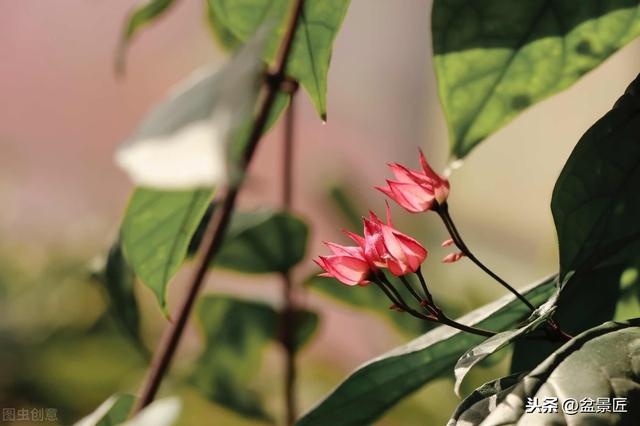 种这10种“花”，全年开花，室内花香不断