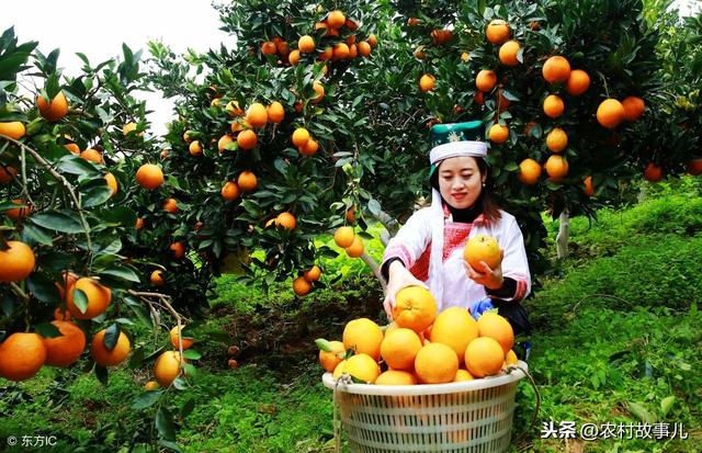 鹅鱼果草四位一体生态种植养殖模式探究（实用）