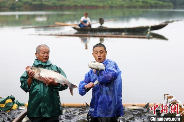 江西上高：鱼跃人欢喜增收