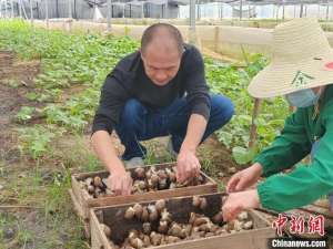 蜗牛养殖地(（乡村行·看振兴）江西吉安：乡村“梦想家”奏响蜗牛养殖“共富曲”)