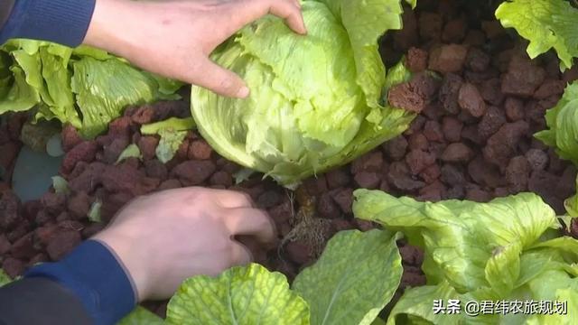 “鱼菜共生”：新型大棚经济又好看