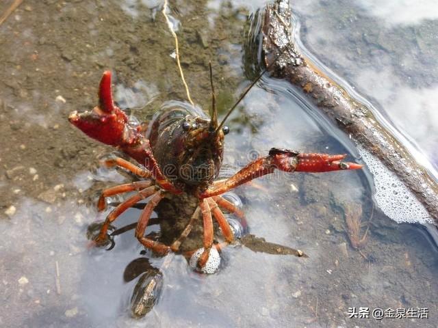 我的朋友从企业高管到一个小龙虾养殖专业户，他一夜白了头