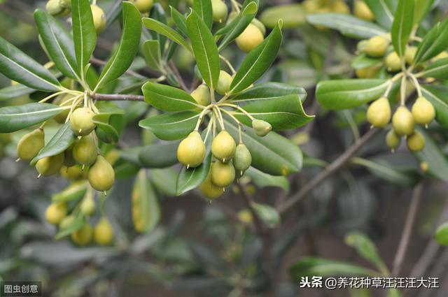 海桐浇水过多怎么办？两个处理方法，不烂根，植株旺，叶子绿油油