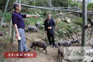 莆田黑猪养殖基地在哪(福建福安：“野花猪”产业迈开新步伐)