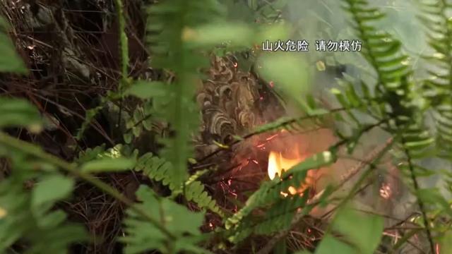 堪比“贝爷”，贵州这个小山村的人抓马蜂有绝招