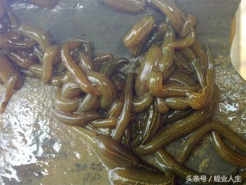 南通蛭康生物分析水蛭养殖种蛭及小苗期间会遇到的情况